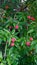 Â Himalayan Strawberry Tree, Evergreen Dogwood, Bentham Cornel